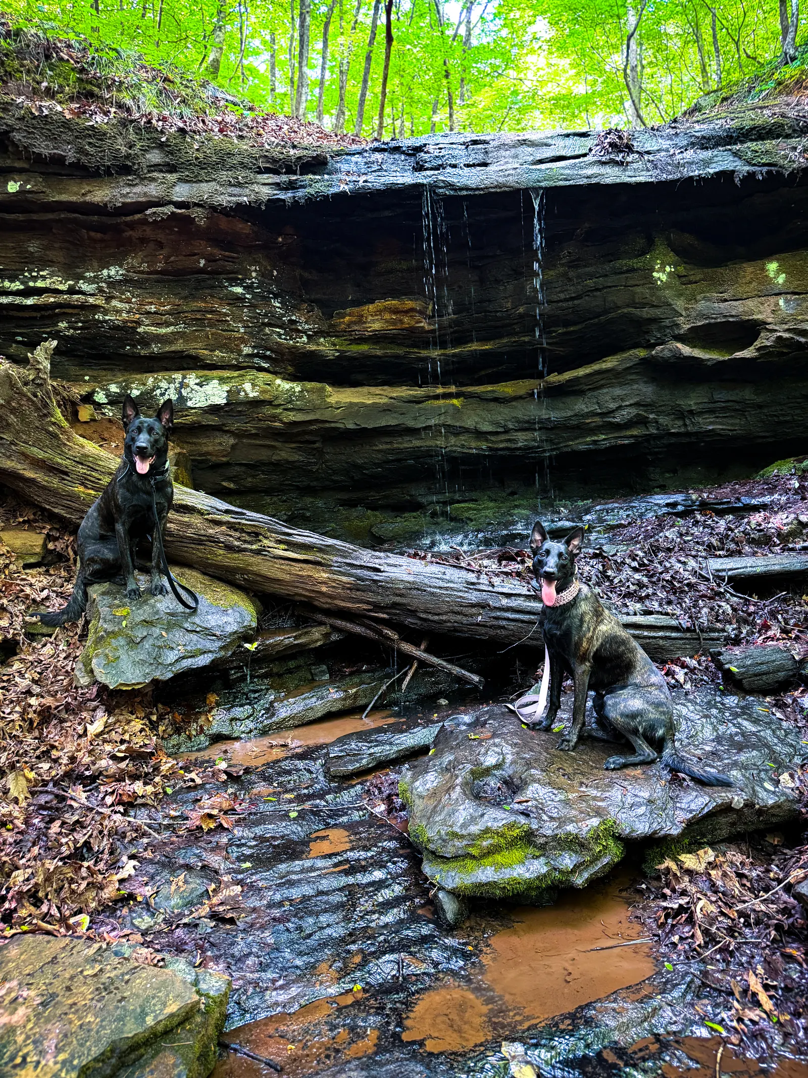 Pet sitting and in-home animal care 8